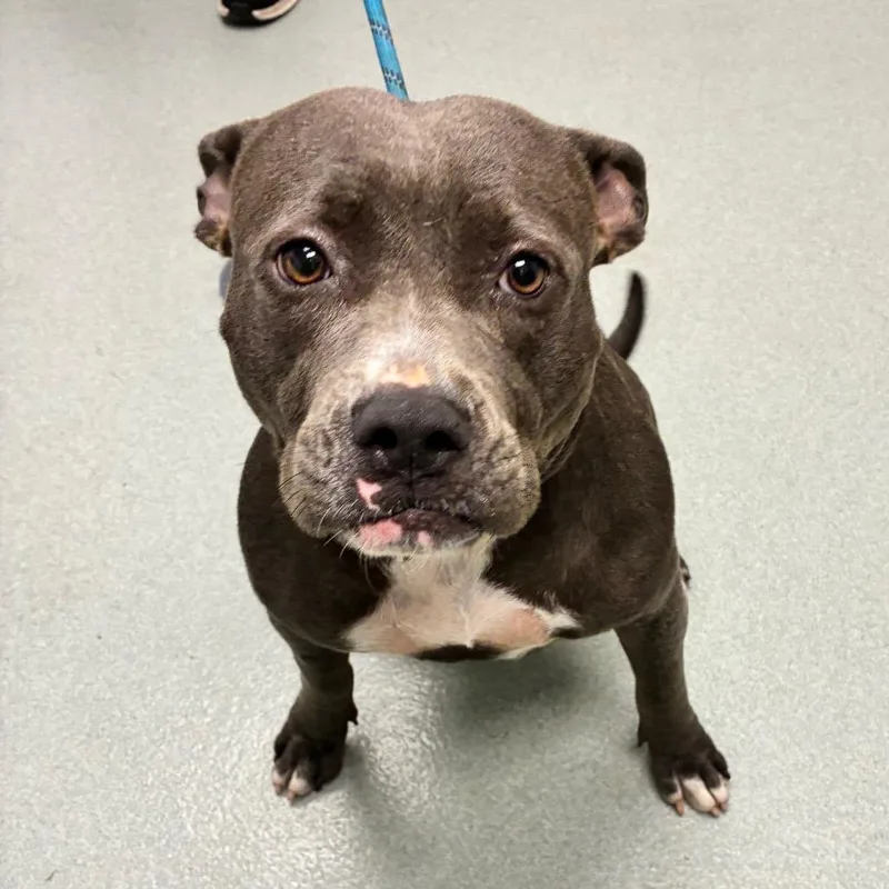 An adult medium-sized female Gray / Blue / Silver Terrier dog named Taffy for adoption in Abilene, TX