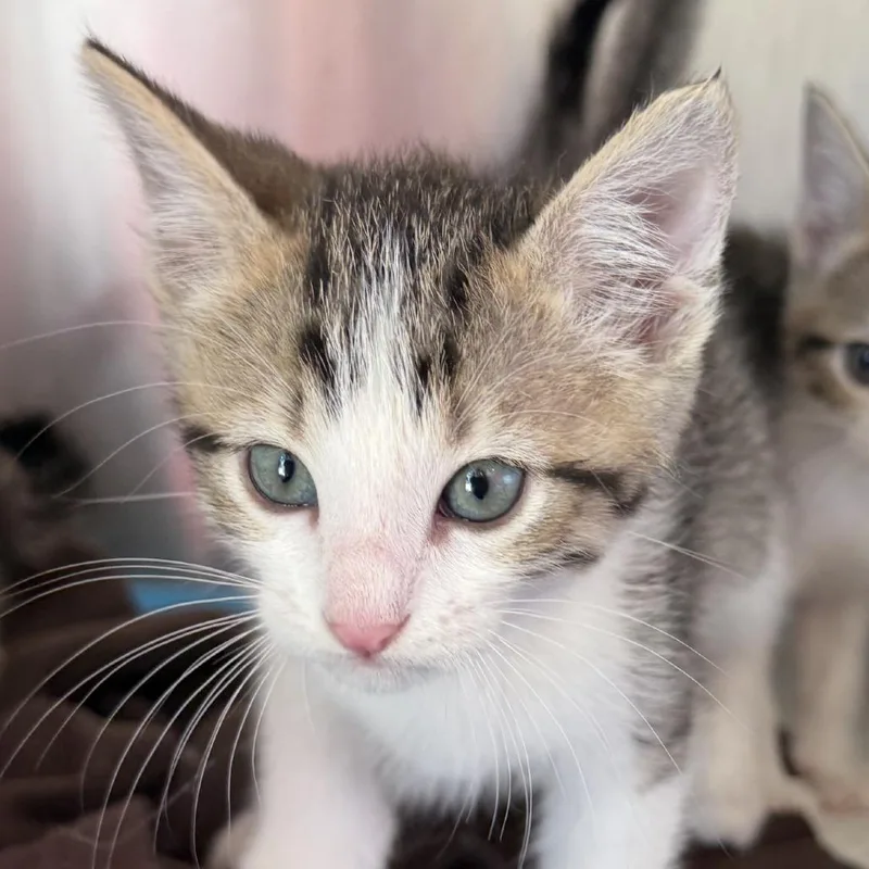A baby small-sized male Domestic Short Hair cat named Hayes for adoption in Ponca City, OK