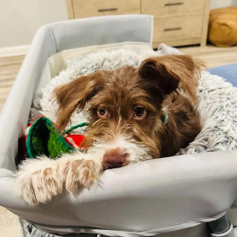 A baby medium-sized female Terrier dog named Sammi for adoption in Leander, TX