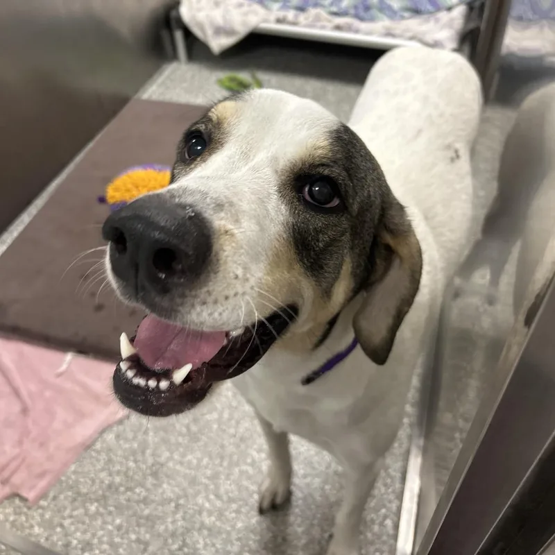 An adult large-sized female White / Cream Great Pyrenees dog named Lily for adoption in Jupiter, FL