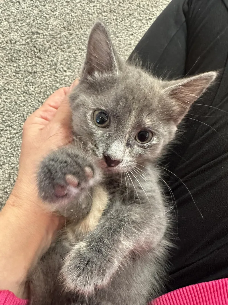 A baby medium-sized female Gray / Blue / Silver Domestic Short Hair cat named Violet for adoption in Lemoyne, PA