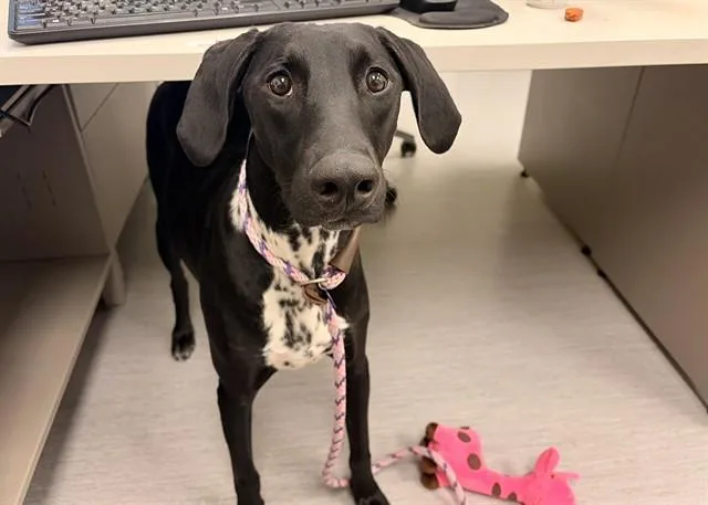 A young medium-sized female Dalmatian dog named Mochee for adoption in Colorado Springs, CO