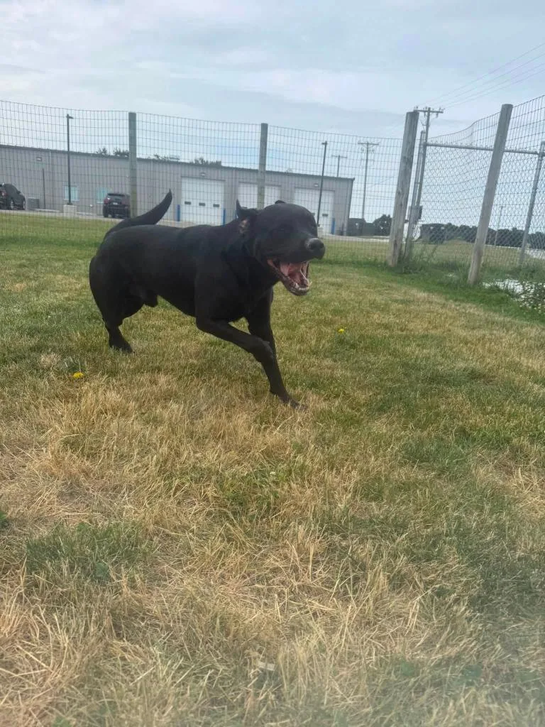 An adult large-sized male Labrador Retriever dog named Ozzy for adoption in Rensselaer, IN