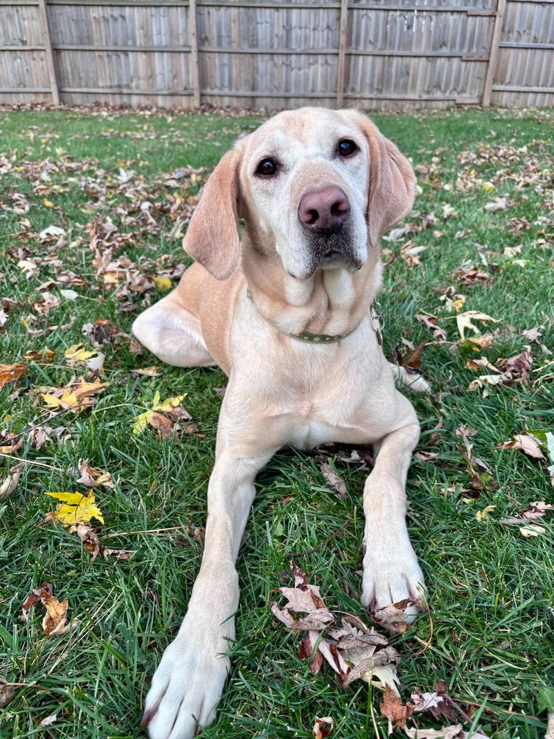 An adult medium-sized female Yellow / Tan / Blond / Fawn Yellow Labrador Retriever dog named Poppy for adoption in Warren, MI