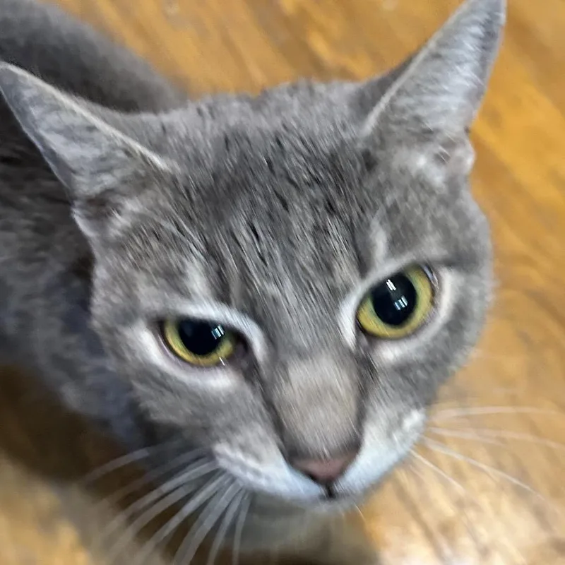 A young small-sized female Gray / Blue / Silver Domestic Short Hair cat named Serenity for adoption in Irwin, PA