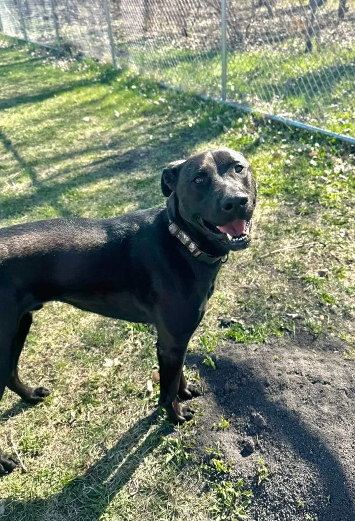 An adult large-sized male Labrador Retriever dog named Pal for adoption in Grand Forks, ND