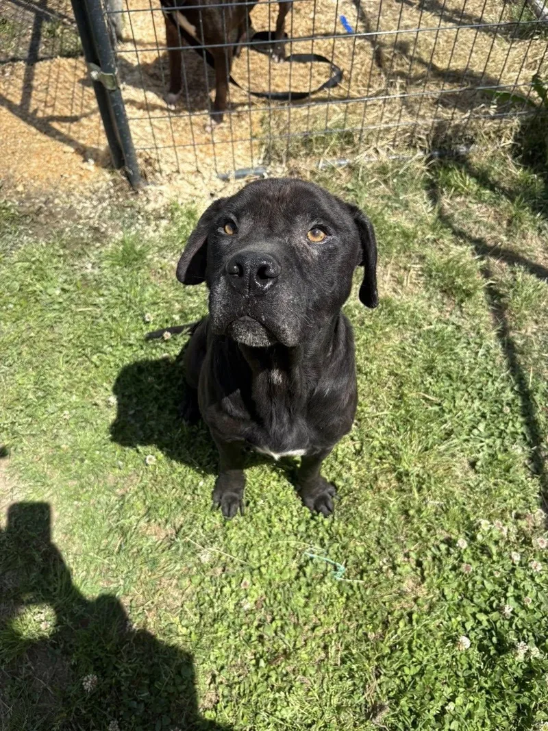 An adult medium-sized male Black Black Labrador Retriever dog named Arthur for adoption in Mullins, SC
