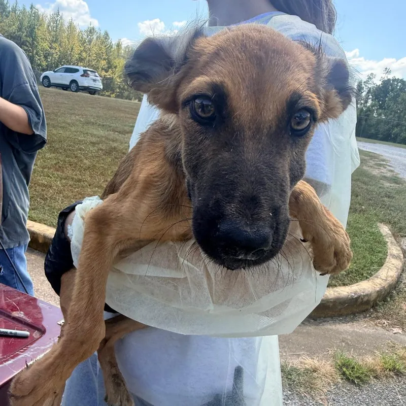 A baby small-sized female Yellow / Tan / Blond / Fawn Mixed Breed dog named Tessa for adoption in Corinth, MS