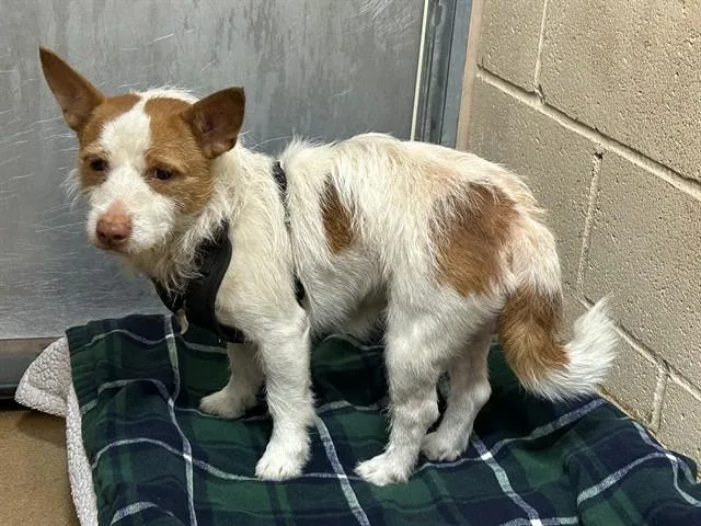 A young small-sized male Terrier dog named Speed Racer for adoption in Martinez, CA