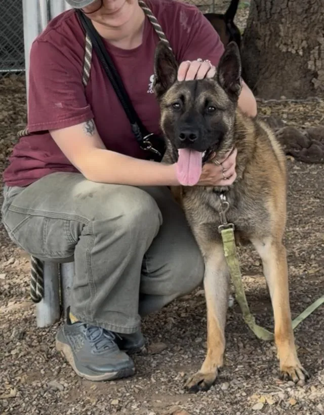 A young large-sized male Belgian Shepherd / Malinois dog named Tyrone for adoption in Santa Barbara, CA