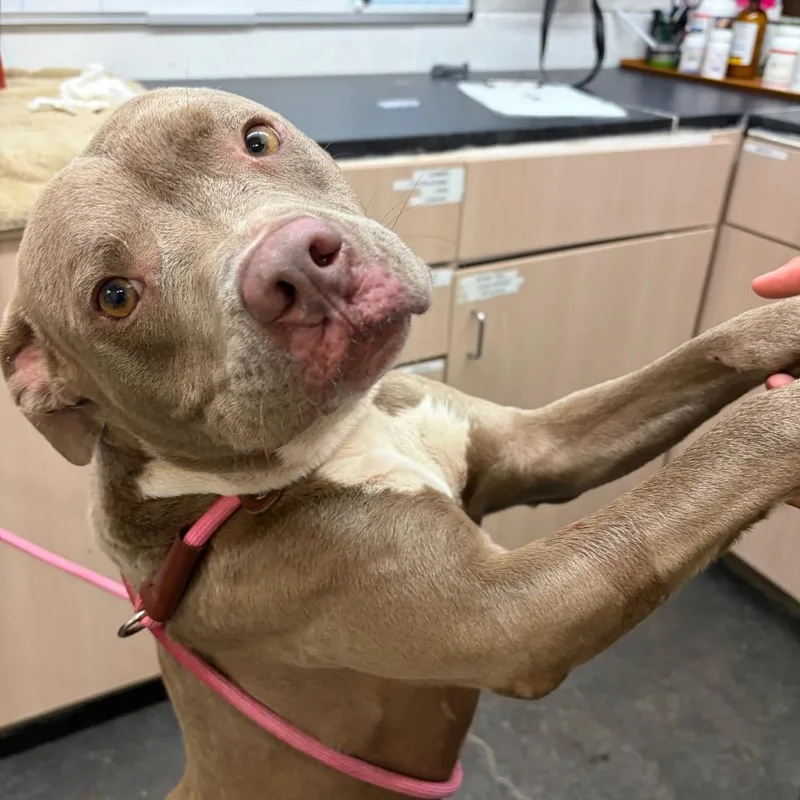 An adult large-sized male Pit Bull Terrier dog named Rockey for adoption in Evensville, TN