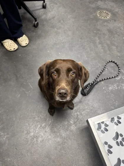 An adult large-sized female Labrador Retriever dog named B Langley for adoption in North Charleston, SC