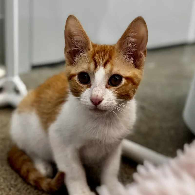 A baby small-sized male Orange / Red Domestic Short Hair cat named Jimbo for adoption in Bradenton, FL