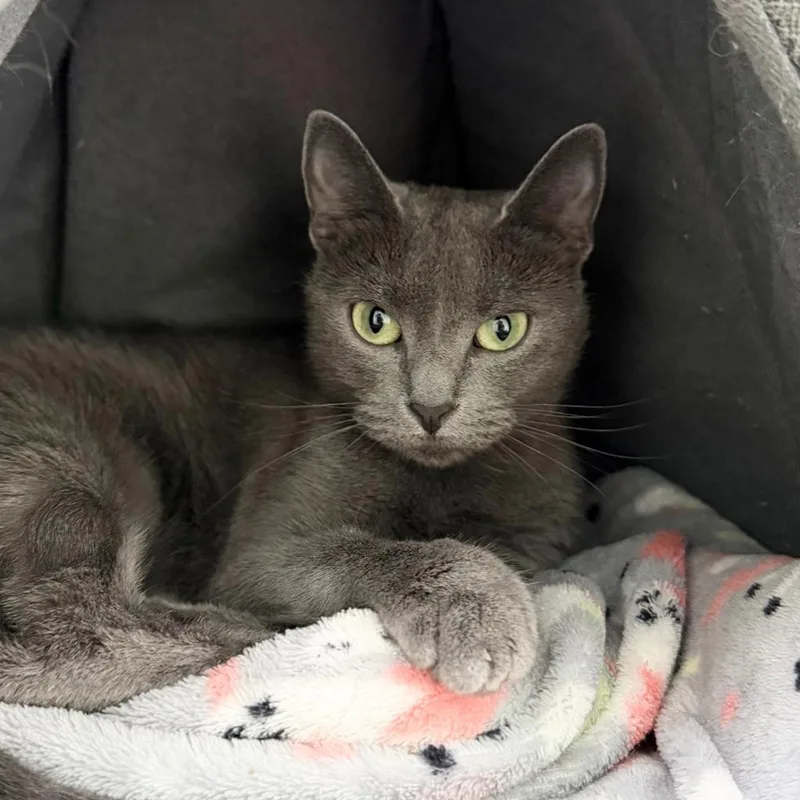 An adult medium-sized female Domestic Short Hair cat named Scamps for adoption in State College, PA