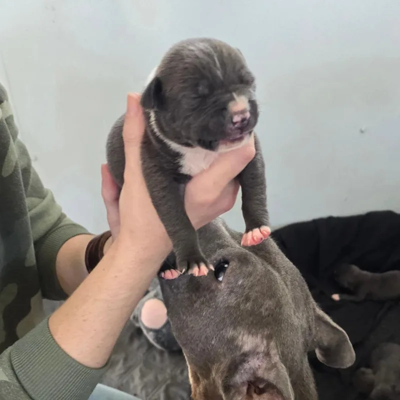 A baby small-sized male Gray / Blue / Silver Mixed Breed dog named Legolas for adoption in Hinesville, GA