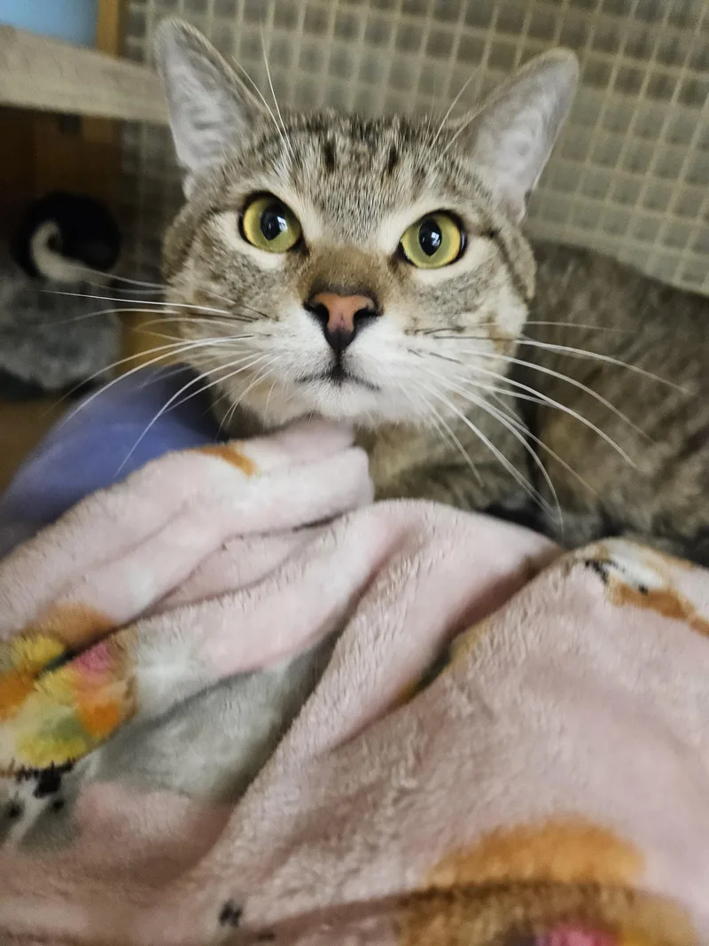 A young medium-sized male Tabby (Buff / Tan / Fawn) Tabby cat named David Is Mr Gentile for adoption in Phoenix, AZ