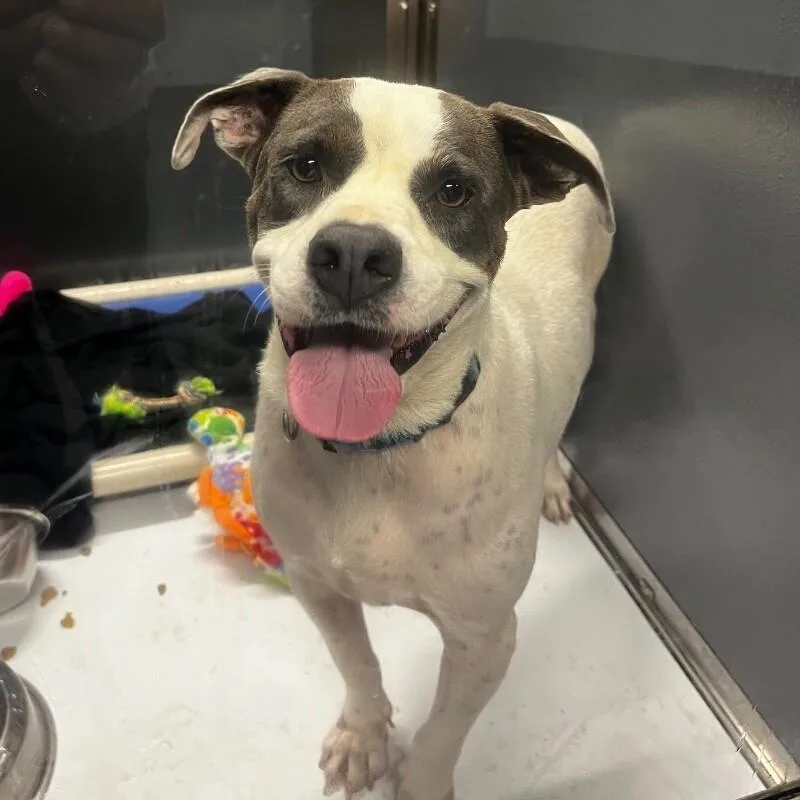 An adult medium-sized male Pit Bull Terrier dog named Bongo for adoption in Roanoke, VA