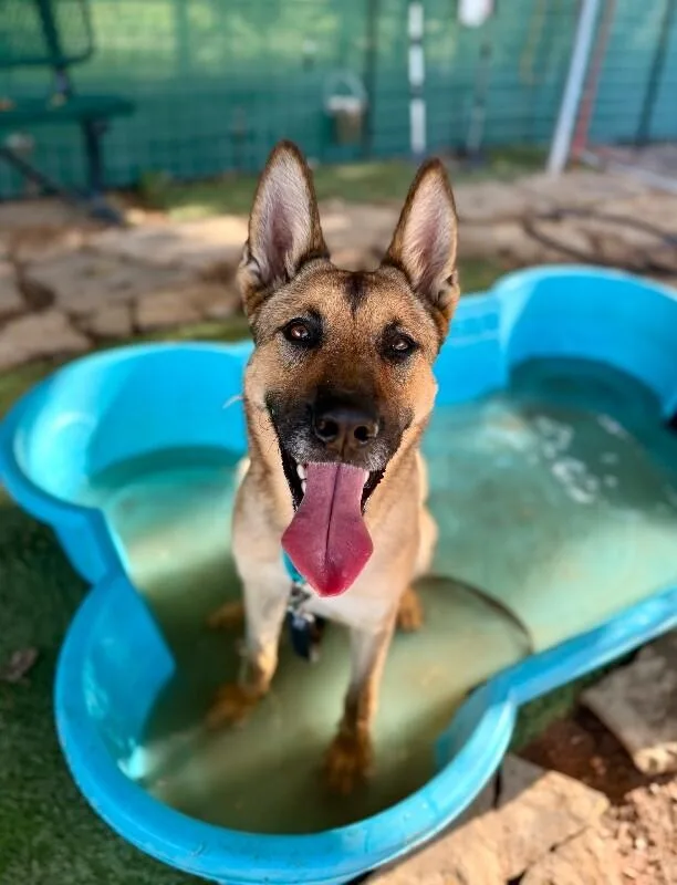 An adult medium-sized female Brown / Chocolate German Shepherd Dog dog named Ari Honey The Loving for adoption in Friendswood, TX