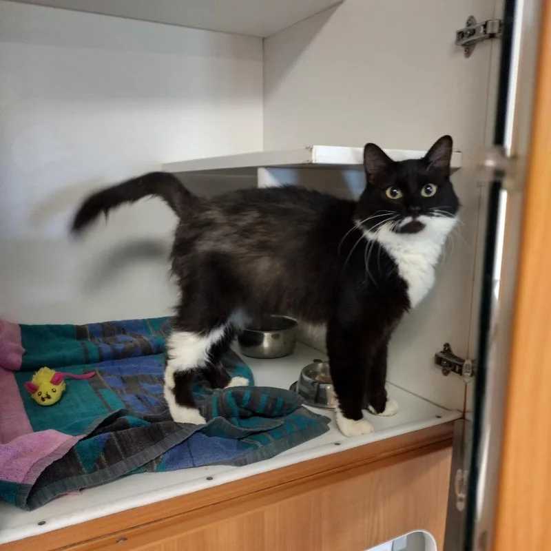 An adult medium-sized female Black Domestic Short Hair cat named Strudel for adoption in Troy, IL