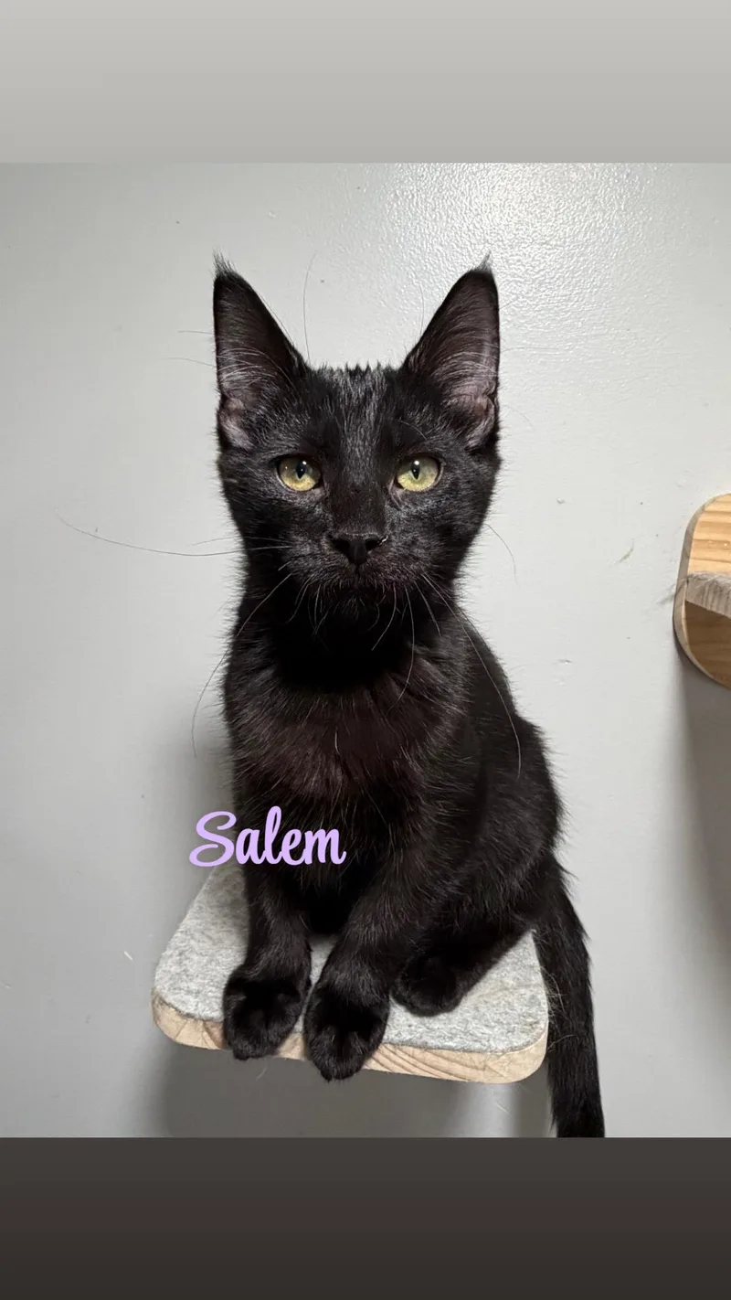 Salem