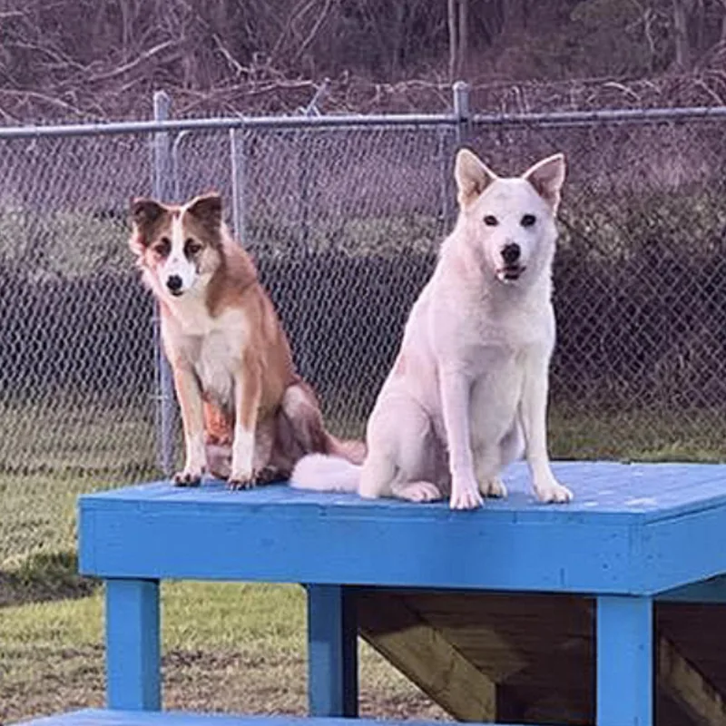 An adult medium-sized male Collie dog named Churho for adoption in Longview, TX
