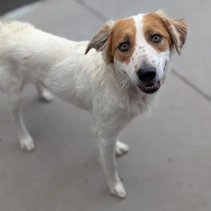 A young large-sized male Shepherd dog named Spot for adoption in Tacoma, WA