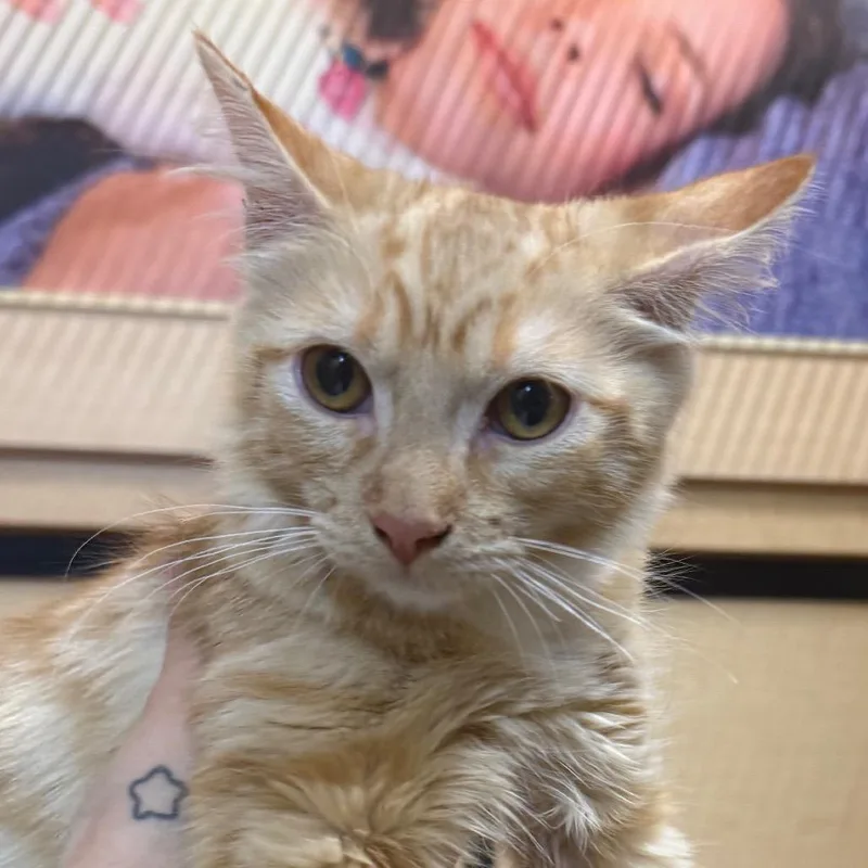 A baby small-sized female Orange / Red Domestic Short Hair cat named Jamie for adoption in Desert Hot Springs, CA
