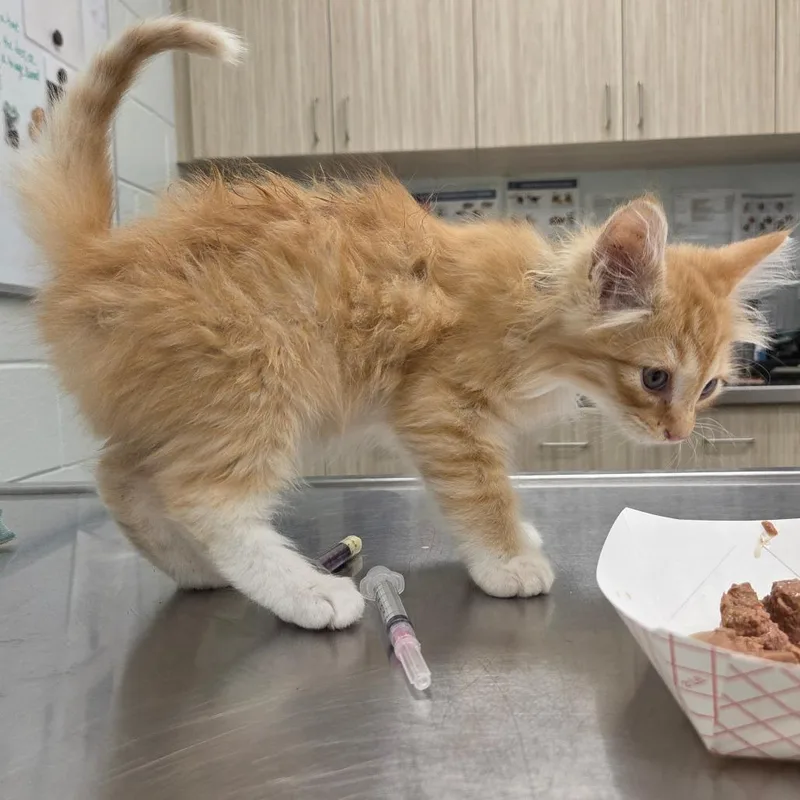 A baby small-sized male Orange / Red Domestic Medium Hair cat named Michelangelo for adoption in Chattanooga, TN