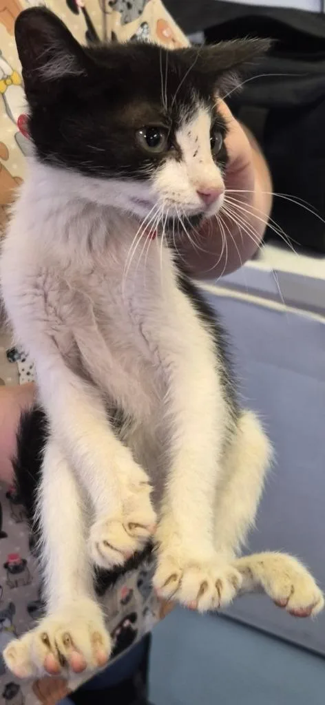 Milo