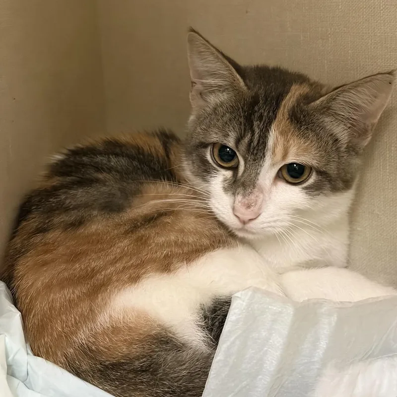 A baby small-sized female Calico Domestic Short Hair cat named Carly for adoption in San Antonio, TX