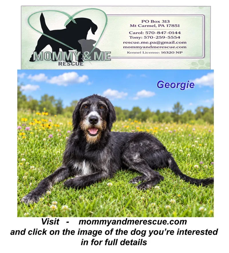 An adult large-sized male Great Dane dog named Georgie for adoption in Mt Carmel, PA