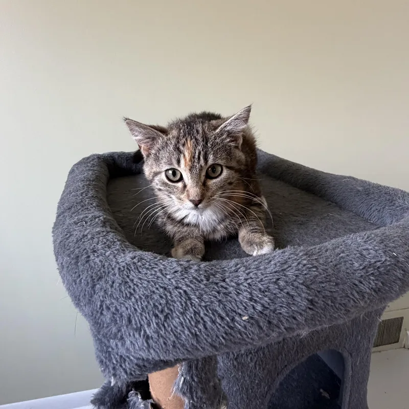 A baby medium-sized female Tortoiseshell cat named Baby Cakes for adoption in Pendleton, OR