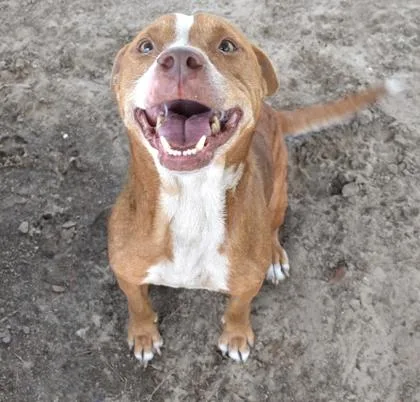 An adult medium-sized male Red / Chestnut / Orange American Staffordshire Terrier dog named Blaze for adoption in Inverness, FL
