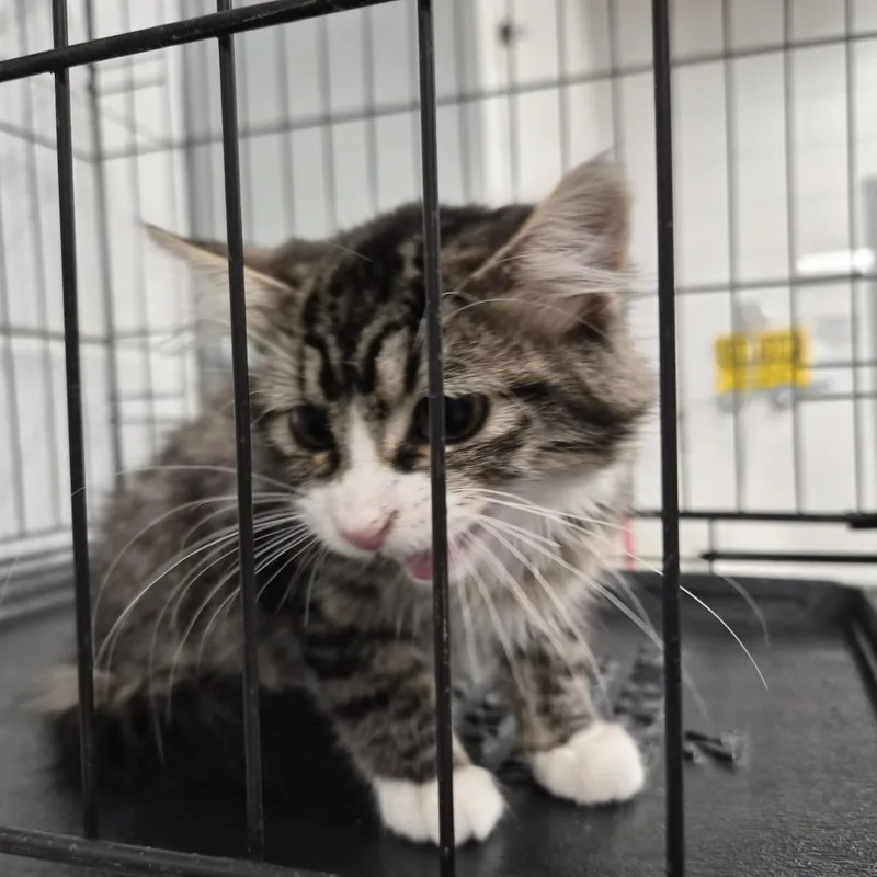 A baby small-sized male Domestic Long Hair cat named Charlie for adoption in Murray, UT