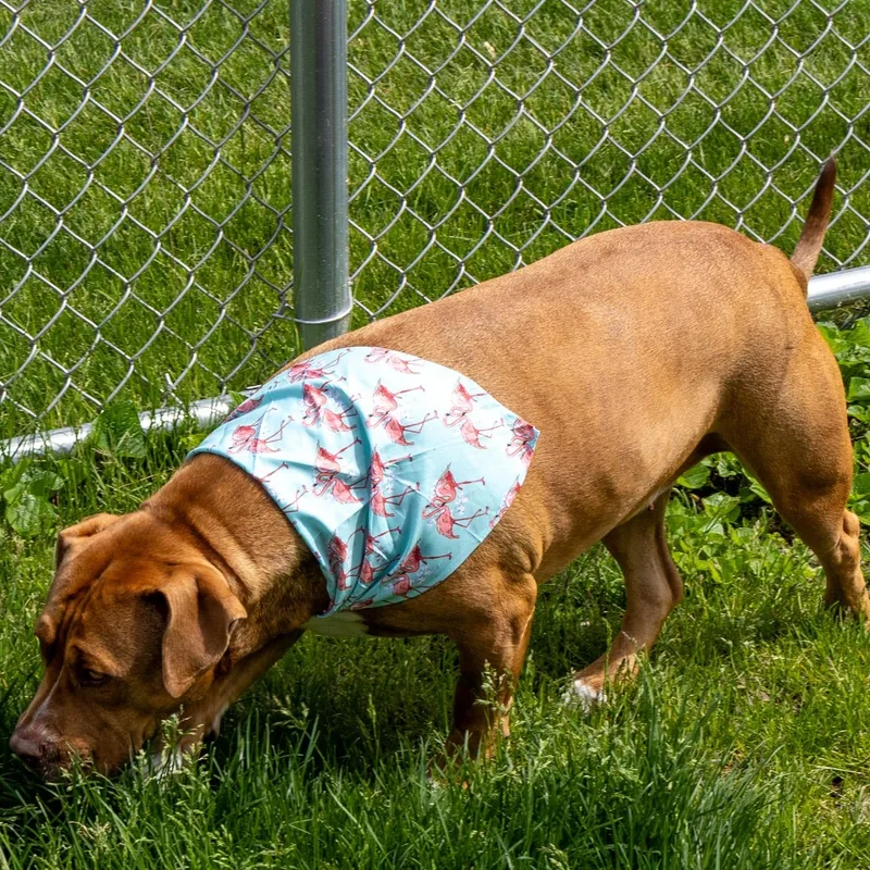 An adult medium-sized female Mixed Breed dog named Simone for adoption in Mount Pleasant, MI