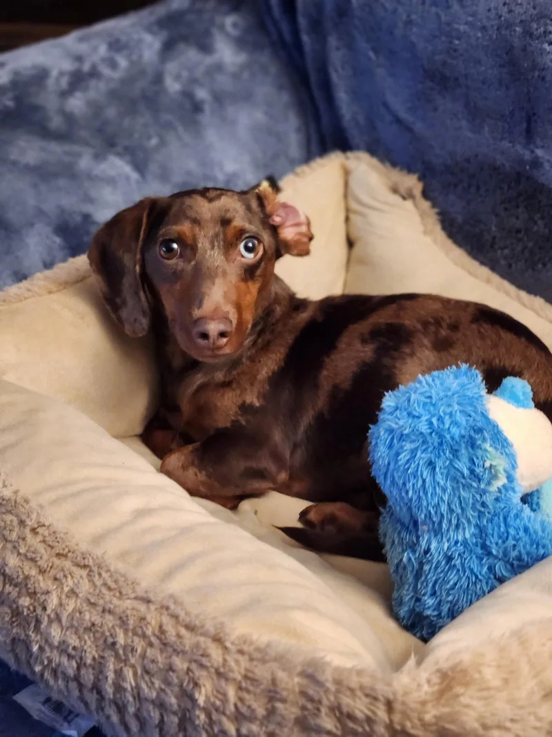An adult small-sized male Bicolor Dachshund dog named Oliver for adoption in Woodstock, GA