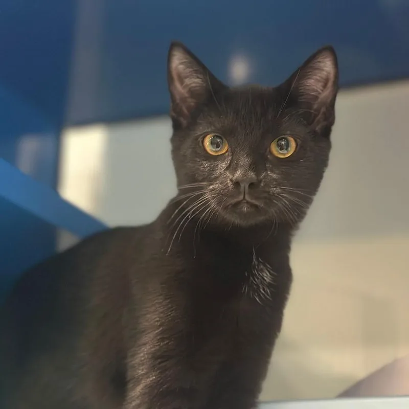 A baby medium-sized male Black Domestic Short Hair cat named NCI Nevan for adoption in Port Washington, NY
