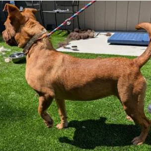 A young medium-sized female Terrier dog named Sasha for adoption in Fairfax, VA
