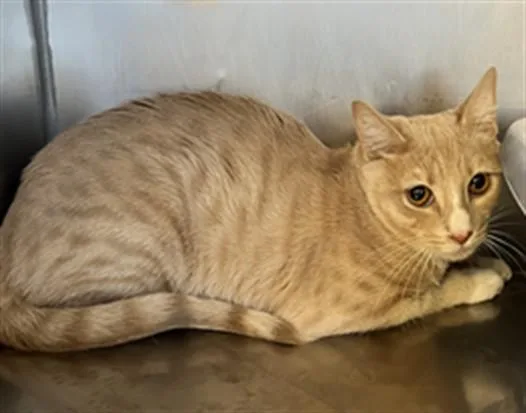 A young small-sized female Domestic Short Hair cat named Scooter A for adoption in San Andreas, CA