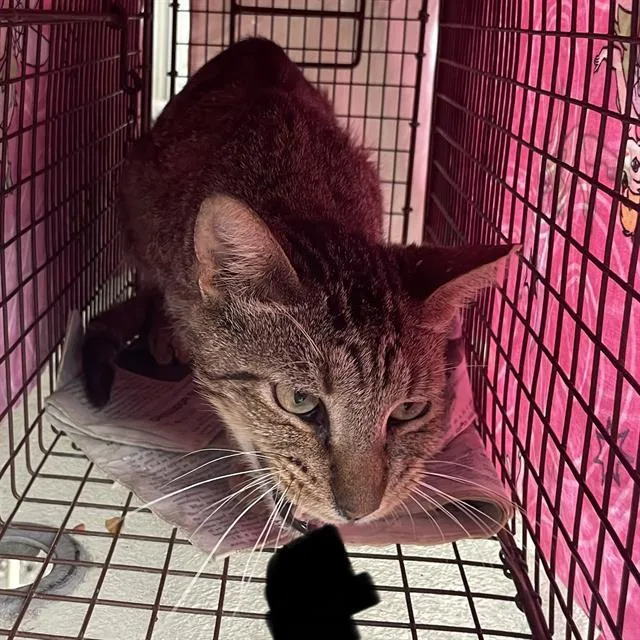 An adult small-sized female Domestic Short Hair cat named Francine for adoption in San Antonio, TX