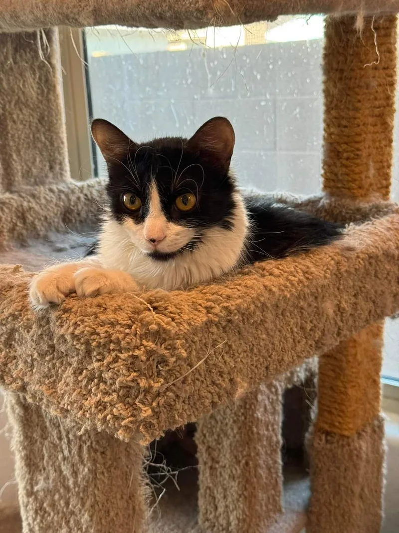 A young medium-sized female Black & White / Tuxedo Domestic Medium Hair cat named Felicia for adoption in Youngtown, AZ