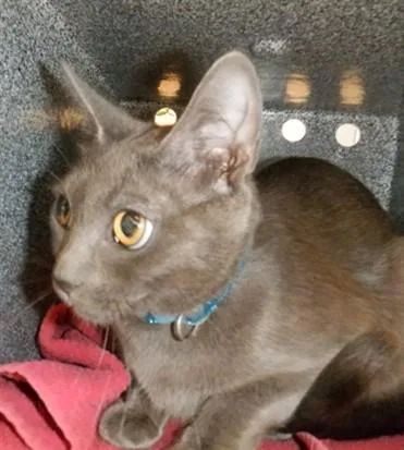 A young small-sized female Domestic Short Hair cat named Taffy for adoption in San Jose, CA