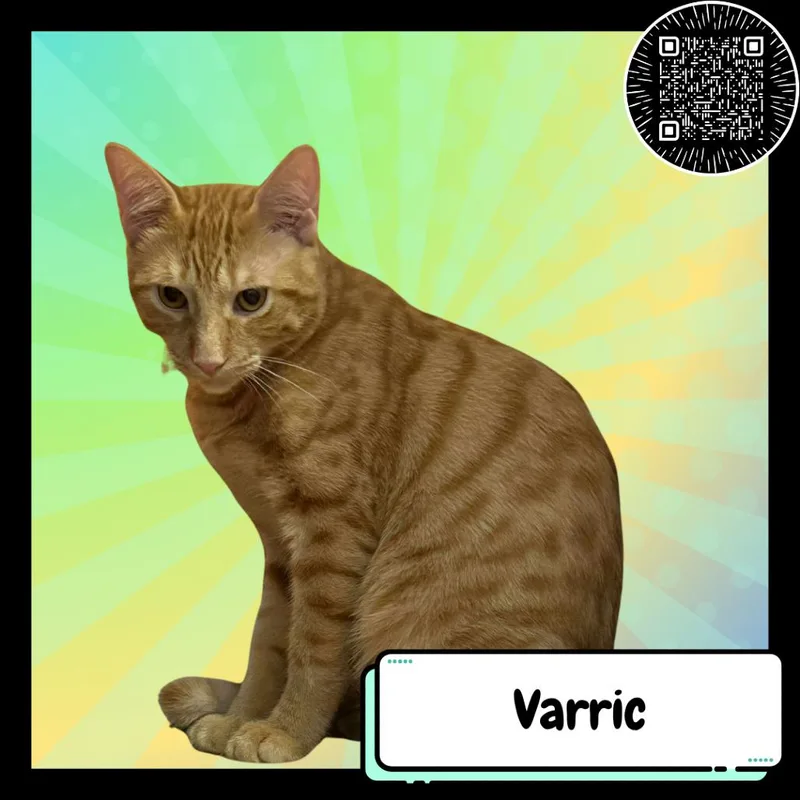 Varric Tethras thumbnail 2