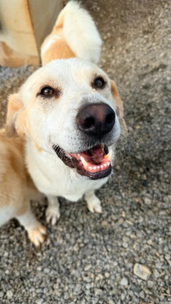 A young large-sized female Golden Retriever dog named Romy for adoption in Maryville, TN