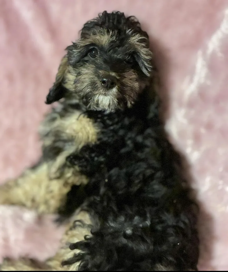 Curley Sue thumbnail 2