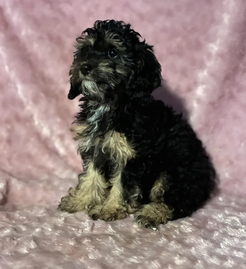 Curley Sue thumbnail 3