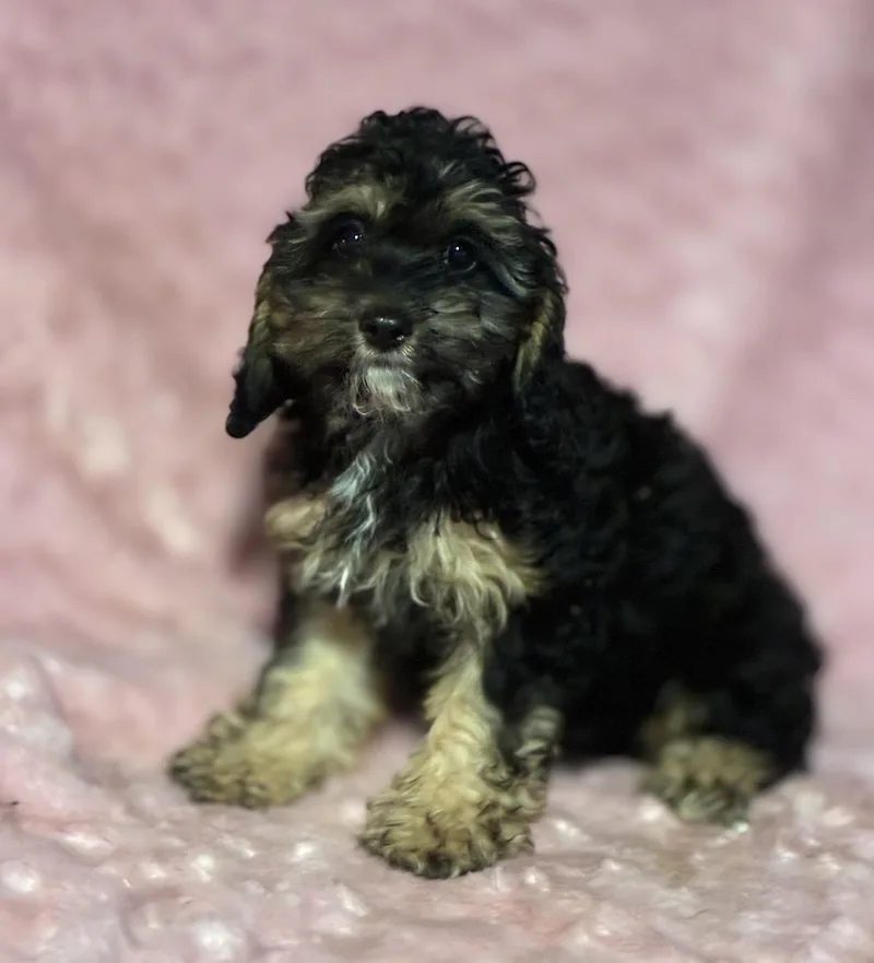 Curley Sue thumbnail 4