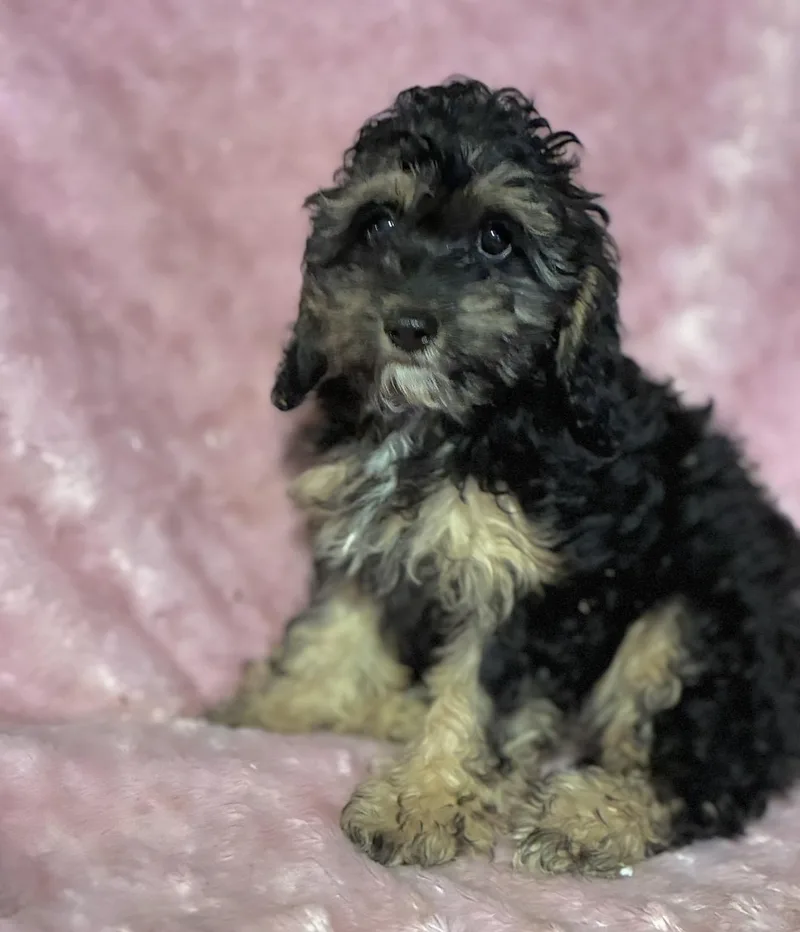 Curley Sue thumbnail 5