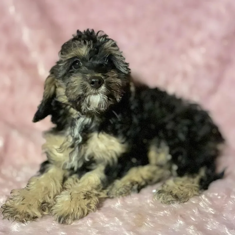 Curley Sue thumbnail 6