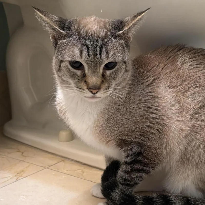 A senior medium-sized female Gray / Blue / Silver Siamese cat named Greyjoy for adoption in Fort Lauderdale, FL